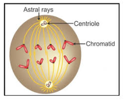 (a) anaphase, (b) metaphase, (c) telophase. Study The Diagram Given Below Which Represents A Stage During The Mitotic Celldivision And Answer The Questions That Follow Mention The Stage That Comes Before The Stage Shown In The Diagram Drawa