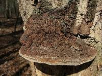 Image result for Phellinus rimosus