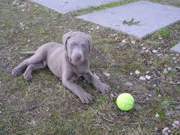 Puppyfinder.com is your source for finding an ideal puppy for sale near scranton, pennsylvania, usa area. Looking For Silver Lab Breeder The Hull Truth Boating And Fishing Forum