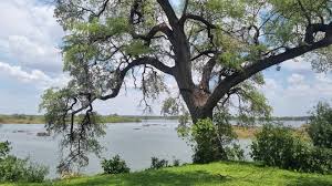 Image result for Terminalia brachystemma ×  sericea