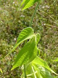 Image result for Dalechampia