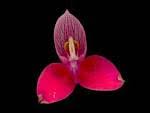 Image result for Disa ochrostachya