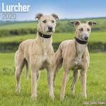 Lurcher definition and meaning | Collins English Dictionary