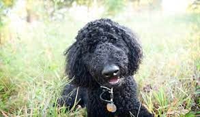 Look at pictures of poodle (miniature) puppies who need a home. Poodle Breed Information
