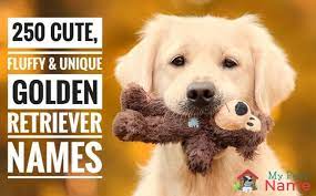 101 Best Golden Retriever Names Cute Fluffy Unique Names My Pet S Name
