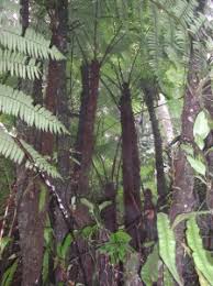 Image result for Cyatheaceae