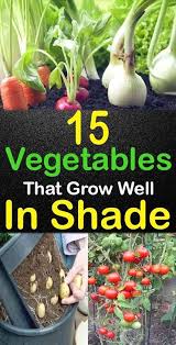 Garden Corner Furniture Gardening Scotland Groupon Discount Coupons Snow Peas In 2020 Vegetable Garden For Beginners Backyard Vegetable Gardens Growing Vegetables