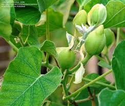 Image result for Ipomoea albivenia