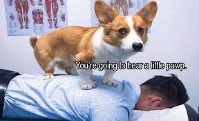 30 Clean Animal Memes Of 2020 To Make You Laugh In 2020 Funny Animal Memes Funny Animals Cute Funny Animals