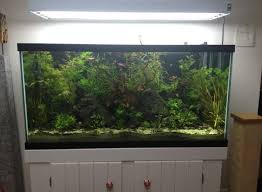 How To Paint The Background Of Your Fish Tank Black My Aquarium Club Fish Tank Betta Fish Aquarium