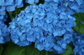 Image result for Hydrangea macrophylla bela obrázek