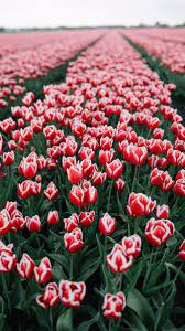 We did not find results for: Jovana Rikalo Jovanarikalo Instagram Photos And Videos Tulips Tulip Fields Beautiful Flowers