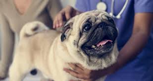 We recommend you first call the veterinary hospitals you're thinking about visiting to verify. Trust The Best At Helouin Veterinary Hospital Law