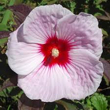 Image result for Hibiscus kirkii