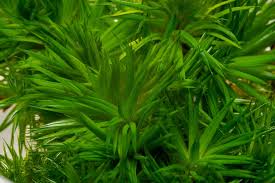 Image result for Eriocaulon schimperi