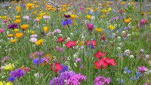 Er lässt sich sehr gut für kleinere gartenwege oder zwischen beeten verwenden. Blumenwiese Anlegen Tipps Fur Ein Schones Blutenmeer Sat 1