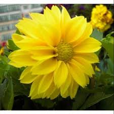 Pada tahun 1872, negeri belanda menerima sekotak umbi dahlia yang dikirim dari meksiko. Tanaman Hias Bunga Dahlia Kuning Shopee Indonesia