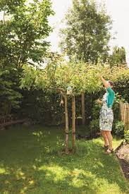 welke fruitboom past in een kleine stadstuin velt fruitboom fruitboom tuin eetbare tuin