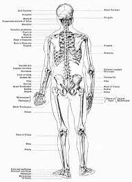 The axial skeleton is made up of the skull, backbone, breastbone, and ribs. Labeled Skeleton Back View Of Male Skeleton Anatomy Human Anatomy Male Skeleton