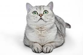 Check spelling or type a new query. Characteristics Of British Shorthair Cats Lovetoknow