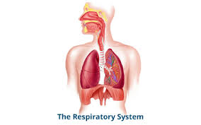 respiratory system flowchart by baylee hennigar on prezi