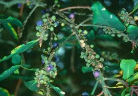 Image result for Rapanea