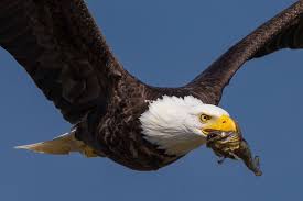 How much can a bald eagle carry. Catching Lunch By Kevin Le 500px Bald Eagle Birds Of Prey Eagles