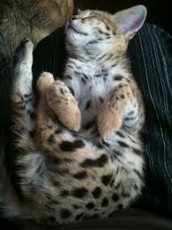 Savannah cat price savannah cat for sale savannah chat serval kitten kitten baby asian savannah cat for sale california f1 savannah cat for sale chicago f1 savannah cat for sale miami f1 f1 savannah kittens is an expert savannah cat breeder. Taking Care Of A Savannah Cat Savannah Cat Breed