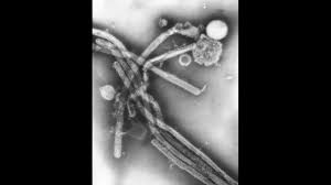We did not find results for: Flu Under The Microscope