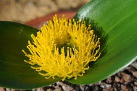 Image result for Daubenya