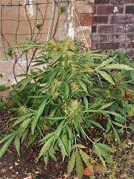 The holistic approach seeks to provide convenience, contemporary living, business and leisure all in one place. Purple Haze Auto Von Original Sensible Seeds Cannabis Sorten Infos