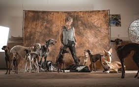 Barsoi im tiermarkt von deinetierwel ; Training Fur Windhunde Und Ihre Besitzer