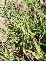 Image result for Urochloa bovonei