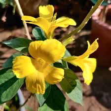 Image result for Reinwardtia indica