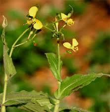 Image result for Aneilema leiocaule