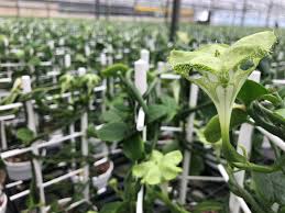 Watering guidelines, light needs, pest problems. Ceropegia Sandersonii En