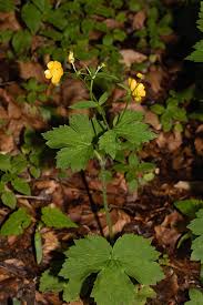 Image result for Ranunculus oreophytus
