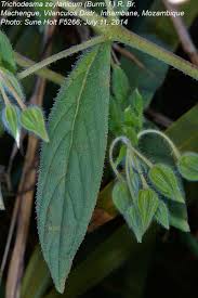 Image result for Trichodesma zeylanicum