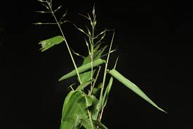 Image result for Olyra latifolia