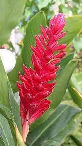 Alpinia Purpurata Wikipedia The Free Encyclopedia Ginger Flower Ginger Plant Showy Flowers