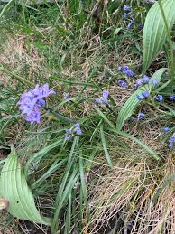 Image result for Macledium zeyheri