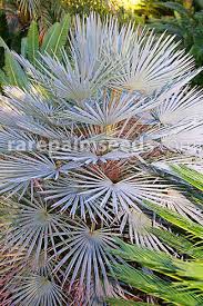 Image result for Chamaerops