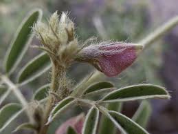 Image result for Tephrosia multijuga