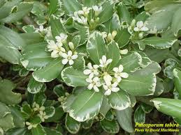Image result for Pittosporaceae