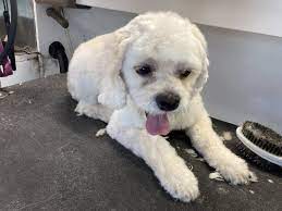 Maybe you would like to learn more about one of these? Happy Scrappy Mobile Pet Grooming 1802 Ne Loop 410 San Antonio Tx Pet Grooming Mapquest