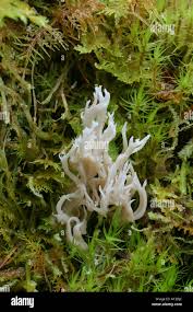 Image result for Clavulina cinerea