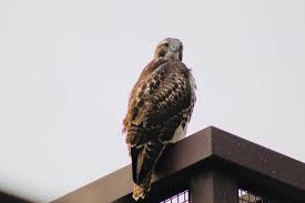Fort collins co 80524 us. Living In Harmony With Natural Wildlife At Centerra Centerra
