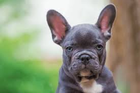 To help customers make wise choices of formula and ingredient, we're going to review the best dry food for french bulldogs in 2019. What Can French Bulldogs Eat A Guide To The Best Diet Anything French Bulldog