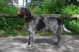 Longer than they are tall, with strong limbs. Wire Haired Pointing Griffon Korthals Brit