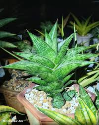 Image result for Sansevieria scimitariformis